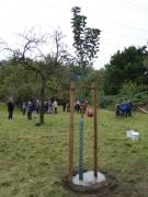 Baumpflanzung20